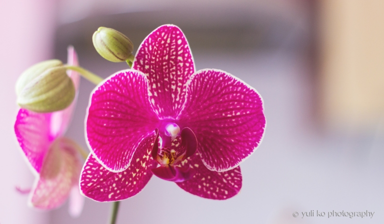 winter orchid flower